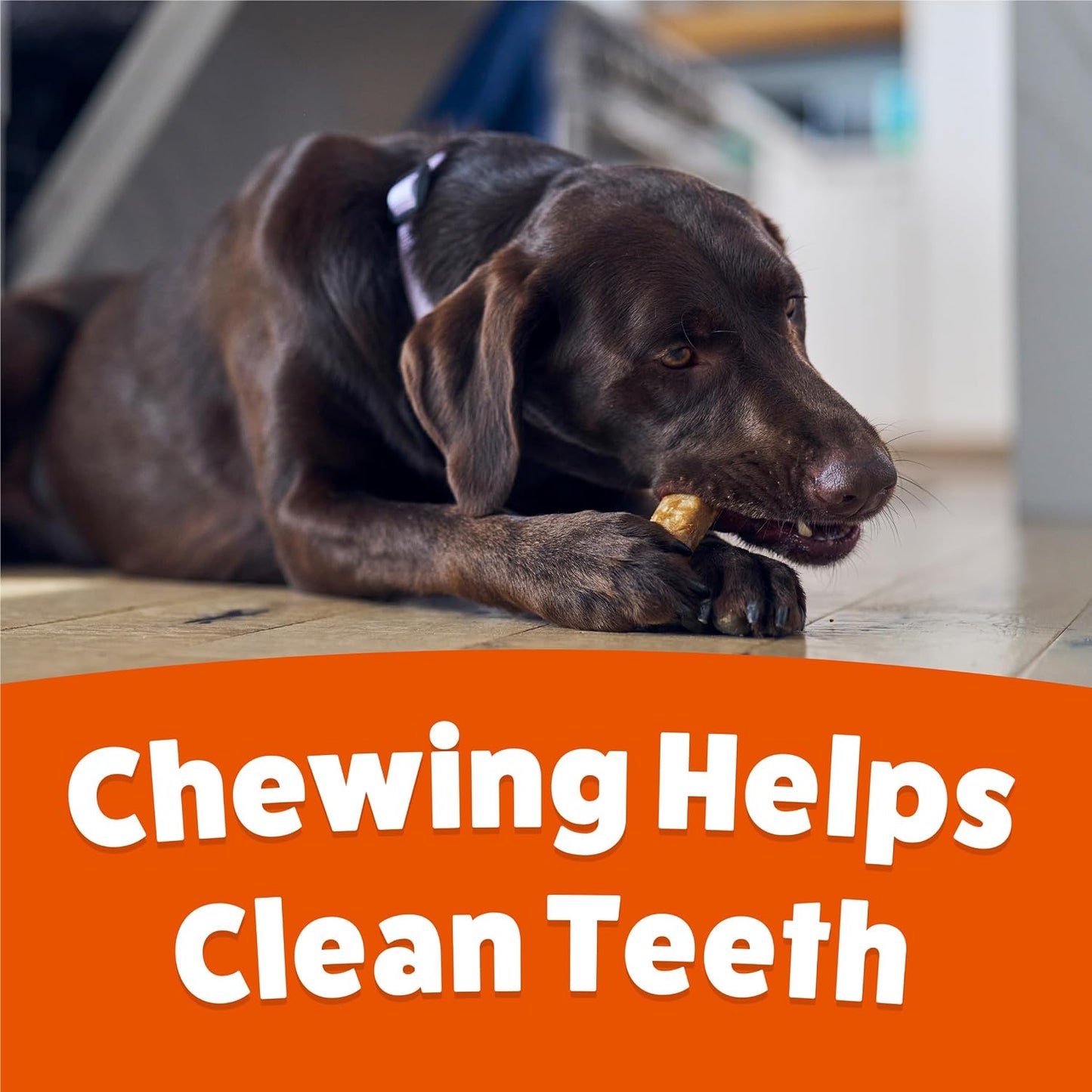 Authentic Purina Busy Bone packaging details for small and medium breed dog dental care.