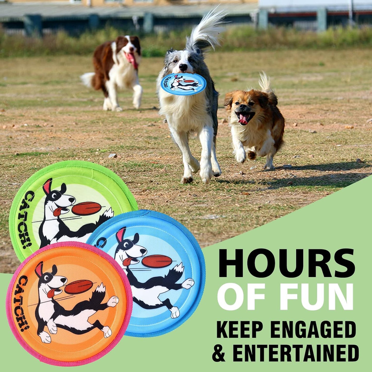 Dog playing with Xigou flying disc at the beach