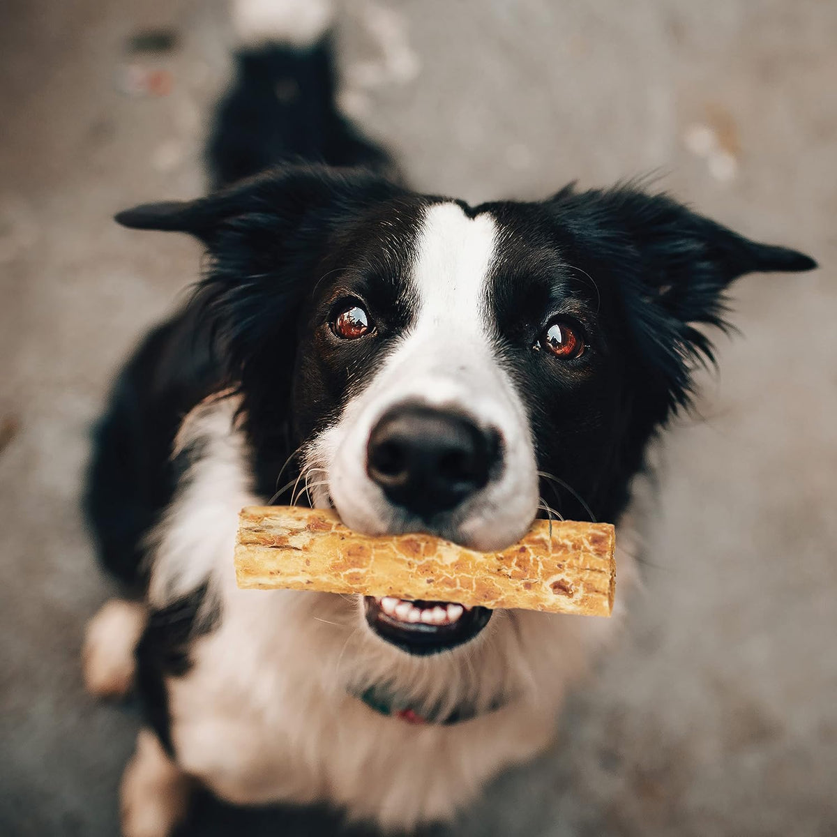 Fieldcrest Farms collagen based digestible dog chews for moderate chewers close up