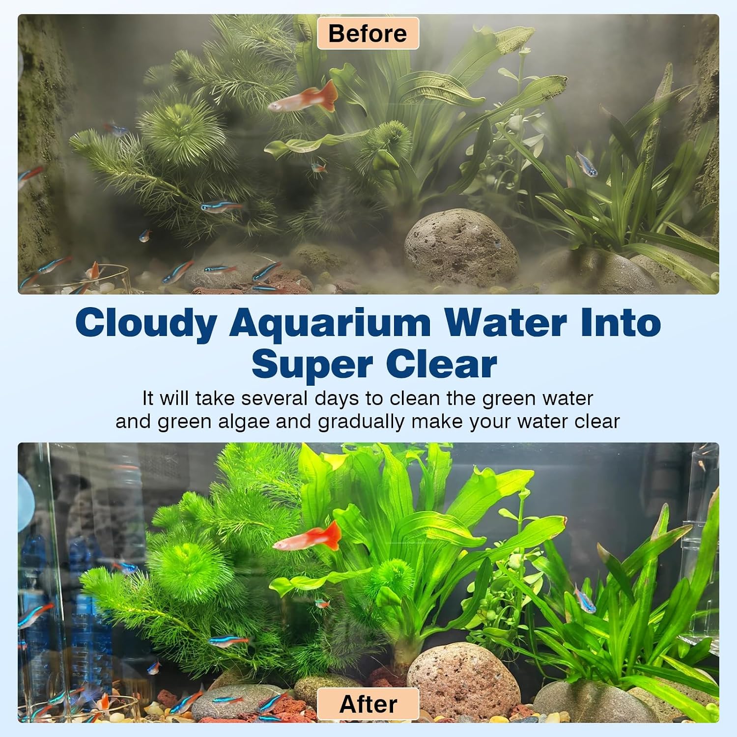 Before And After Green Water Cleaning With 11 Watt Light