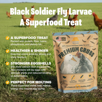 Chickens eating premium USA grown black soldier fly larvae