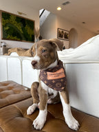 Millionaire Mutt designer dog clothes tied around a golden retriever