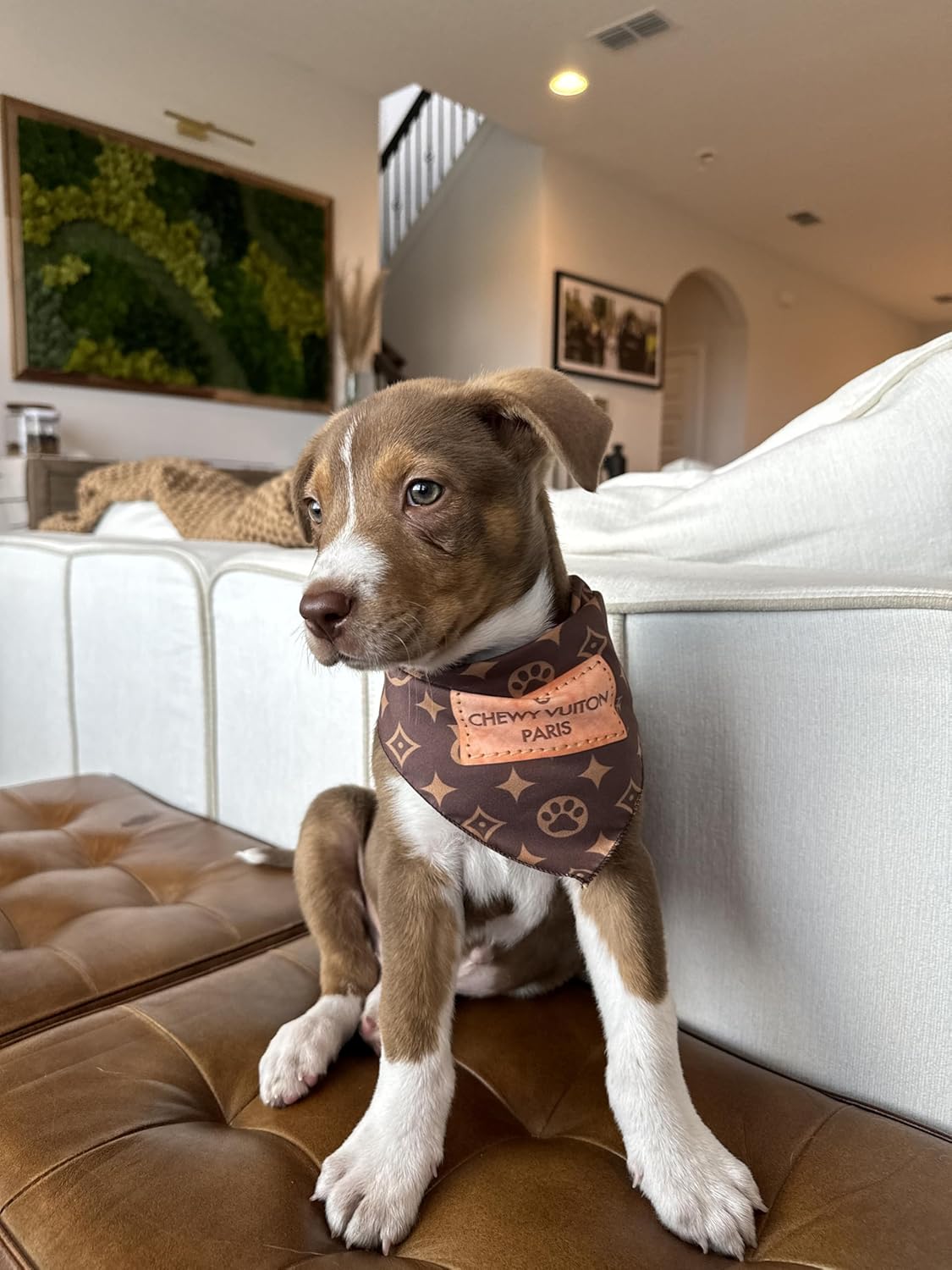 Millionaire Mutt designer dog clothes tied around a golden retriever