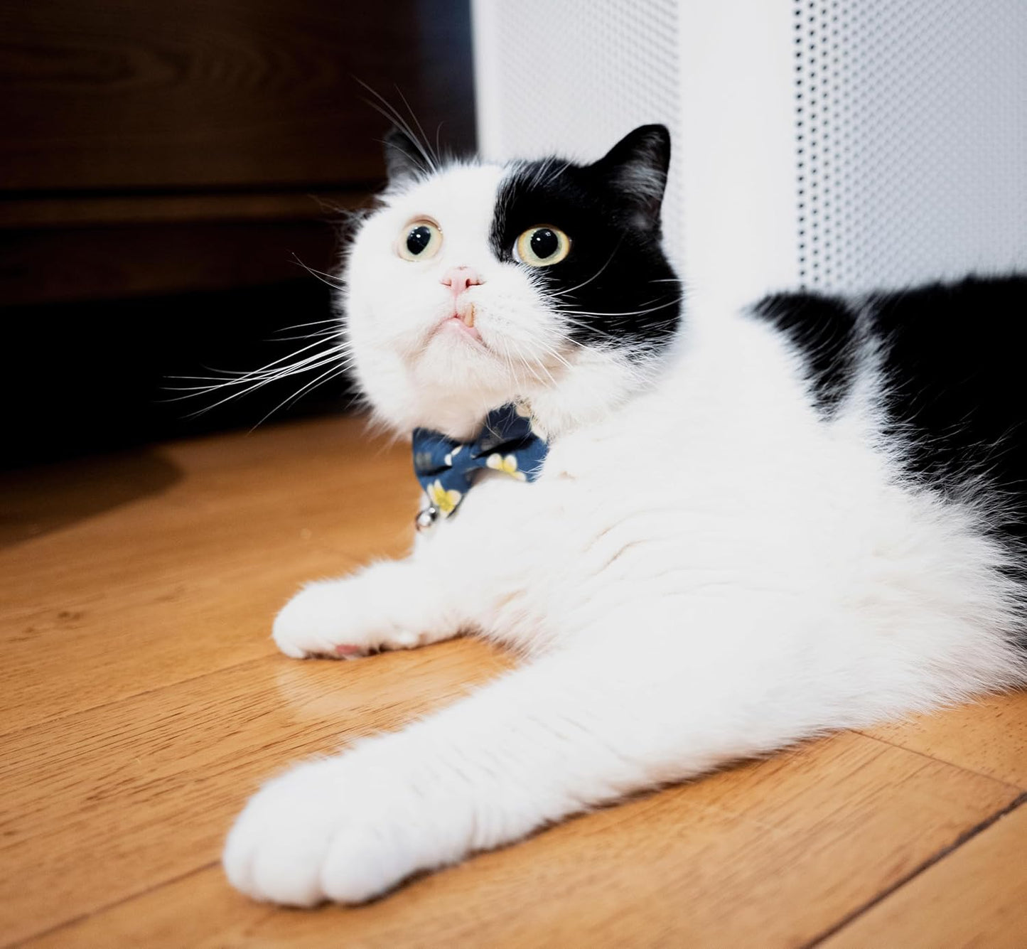 Gyapet quick release kitty collar set showing blue and yellow flower prints