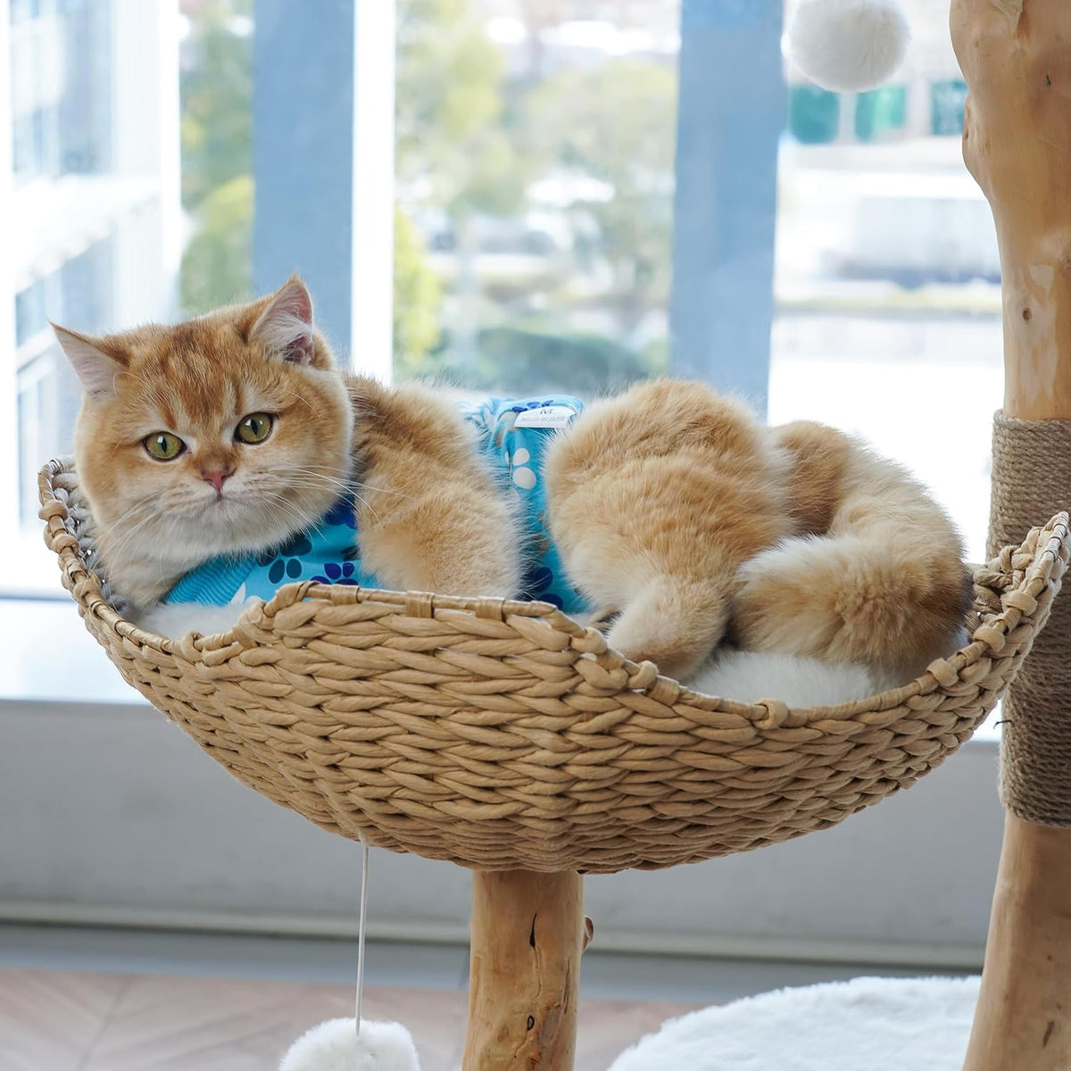 COZYDOODZ cotton blend cat recovery garment laid flat to show the stretchable fabric design.