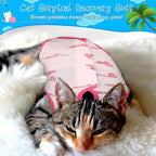 Kacctyen premium cat surgical suit set for feline incision care.
