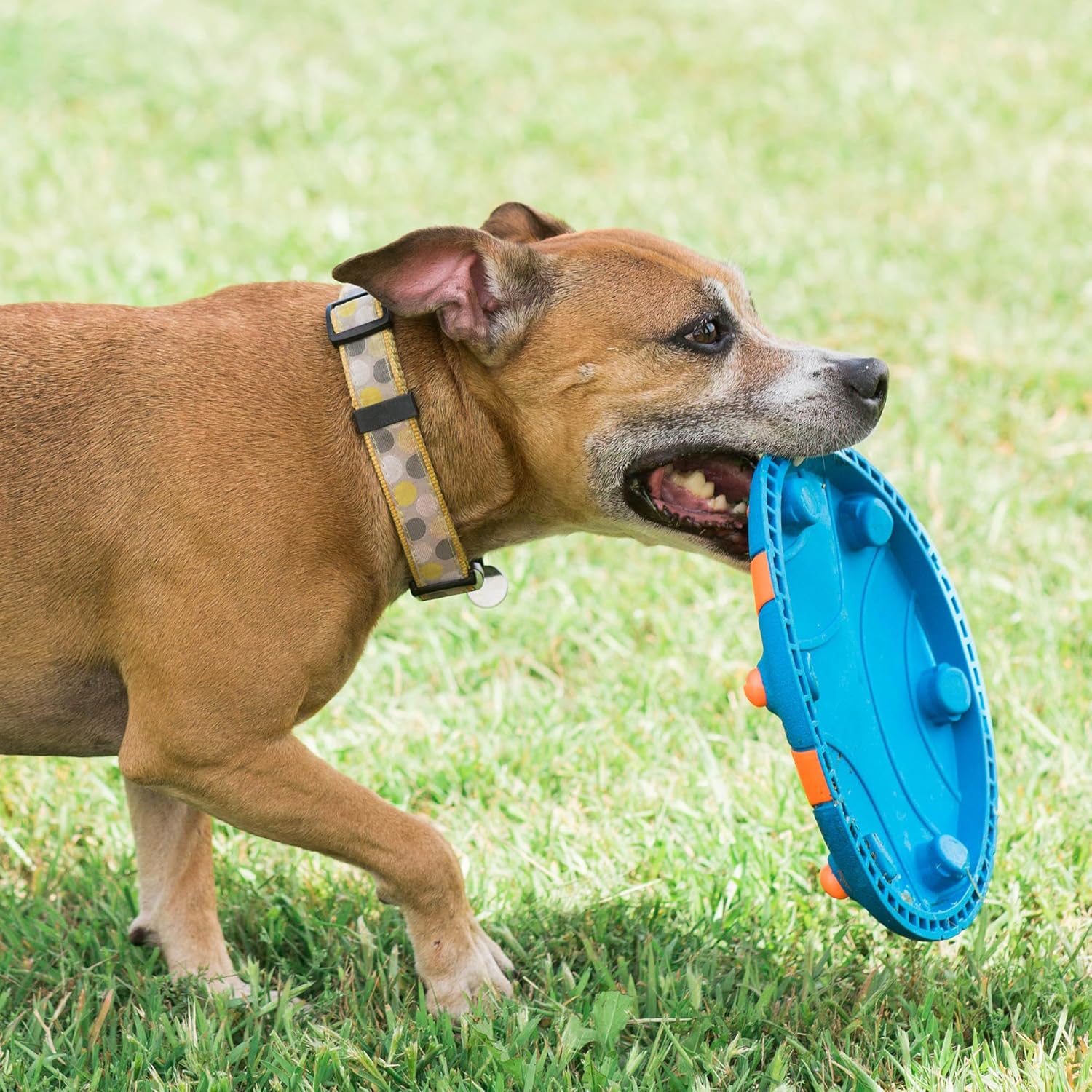 Durable flexible rubber fetch toy for active dogs