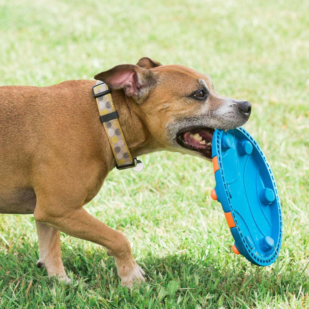 Durable flexible rubber fetch toy for active dogs