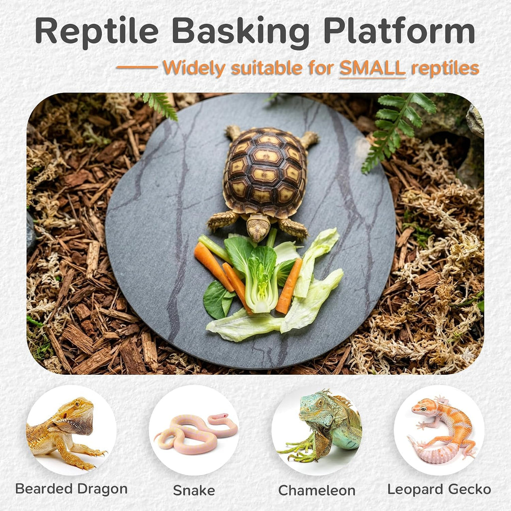 Bearded dragon sitting on a slate basking rock accessory