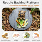 Bearded dragon sitting on a slate basking rock accessory