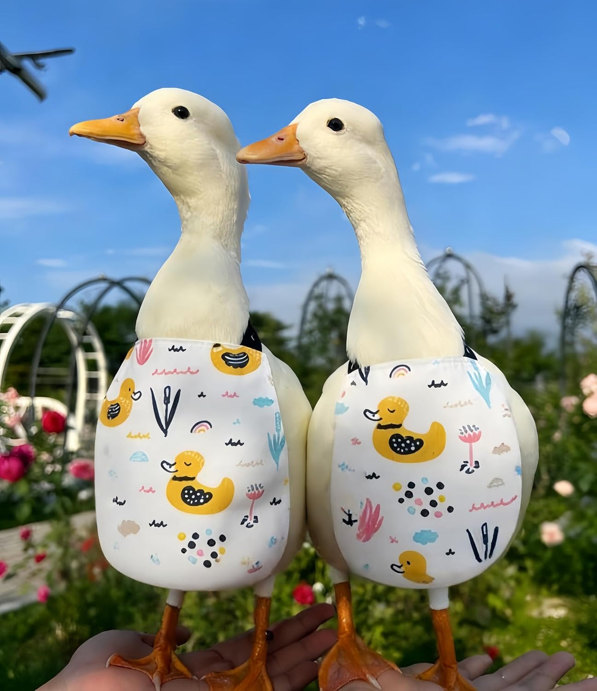 Magnoloran poultry garment packaged for retail display