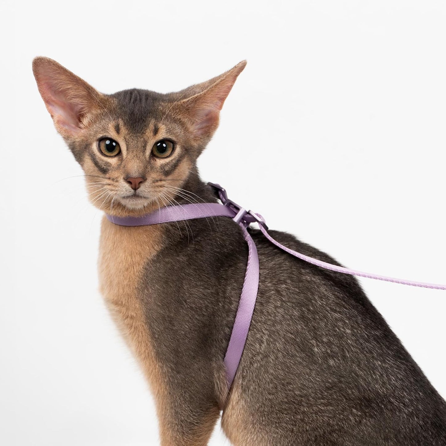 Packaging view of the authentic USA imported BuddyArmor cat harness and leash set.