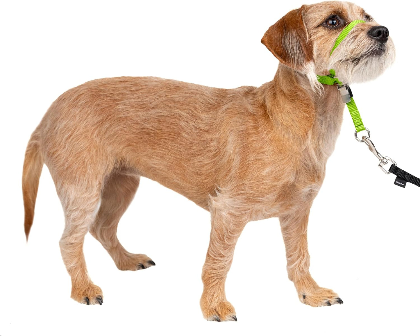PetSafe Gentle Leader No-Pull Dog Headcollar - The Ultimate Solution to Pulling - Redirects Your Dog's Pulling for Easier Walks - Helps You Regain Control - Medium, Black - Image 14