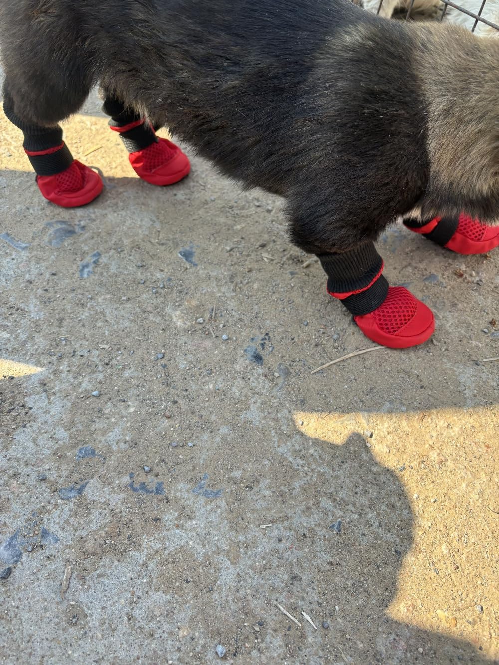Lonsuneer dog shoes protecting dog paws on pavement