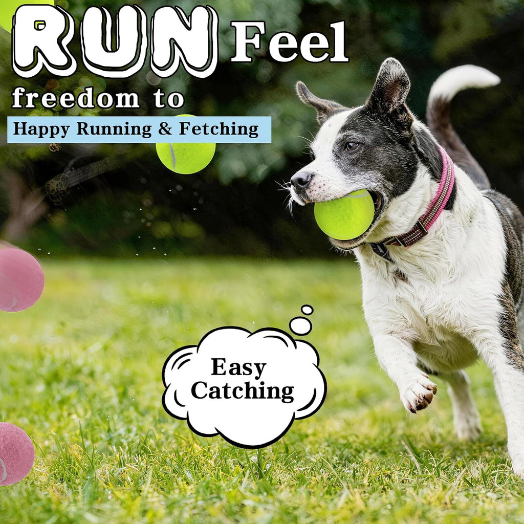 Dog playing with colorful Magicorange tennis balls