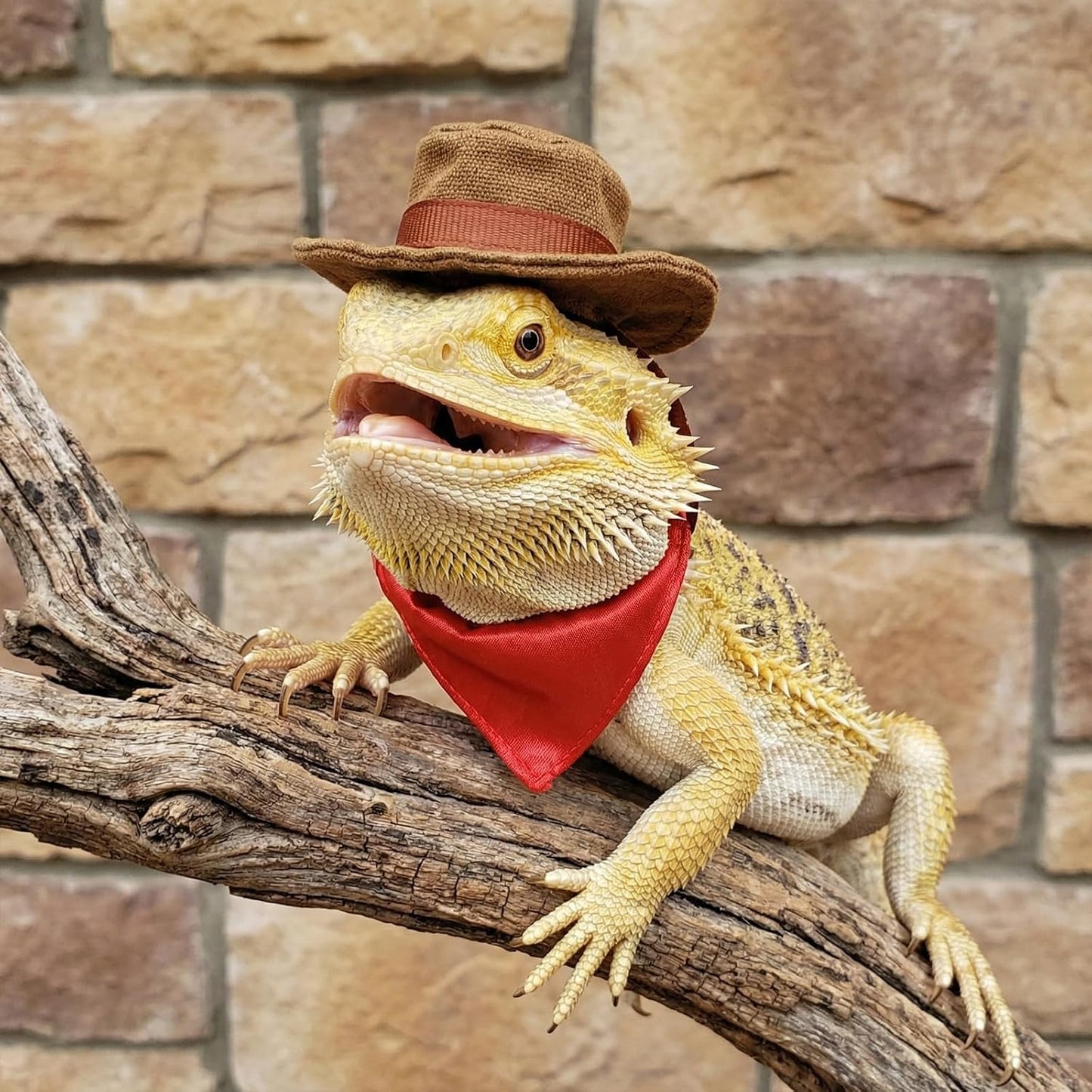 Lizard clothing apparel on display showing dimensions and materials