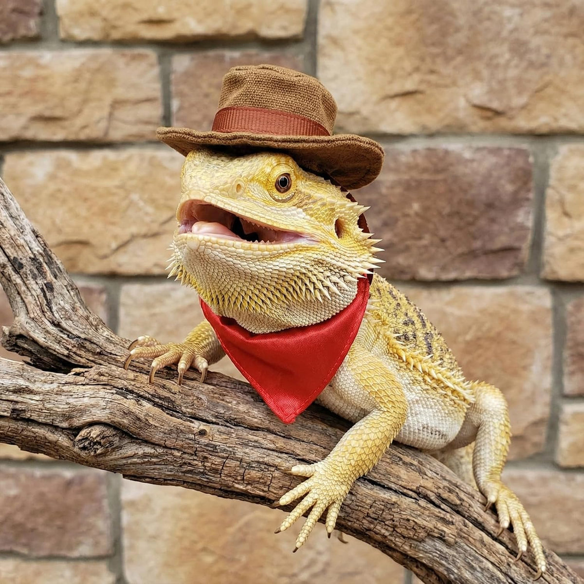 Lizard clothing apparel on display showing dimensions and materials