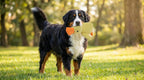 Small and large breed dog friendly plush duck chew toy