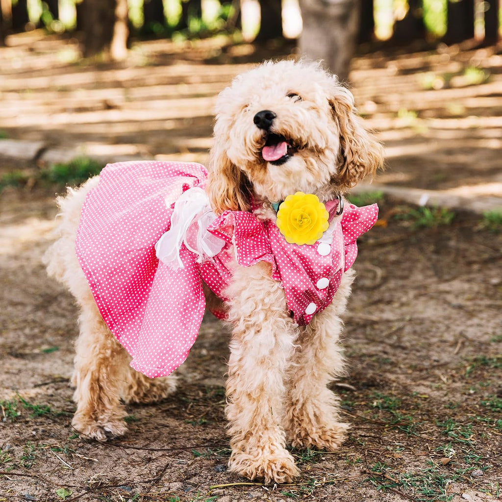 Dog wearing QfwdfcTrenz floral collar accessory for photoshoot