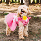 Dog wearing QfwdfcTrenz floral collar accessory for photoshoot