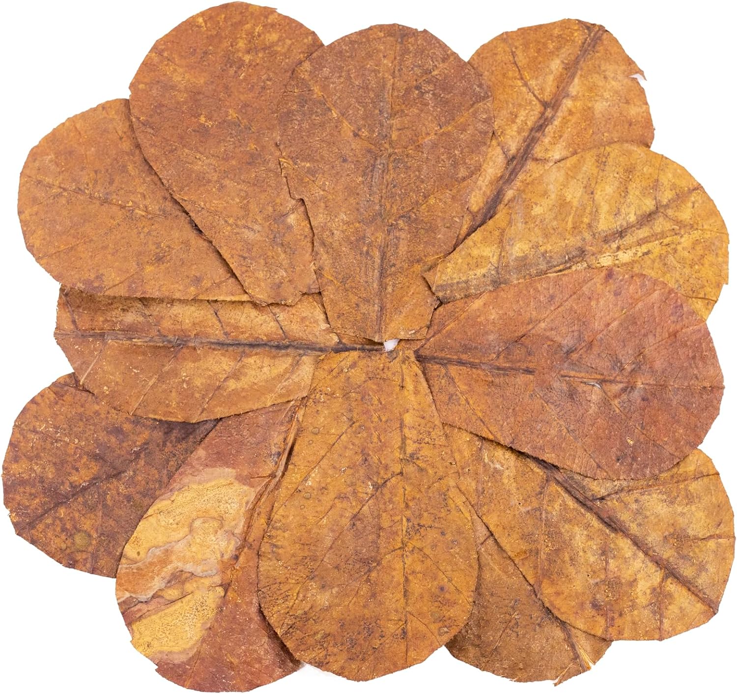 Amphibian habitat decor using natural Indian almond leaves