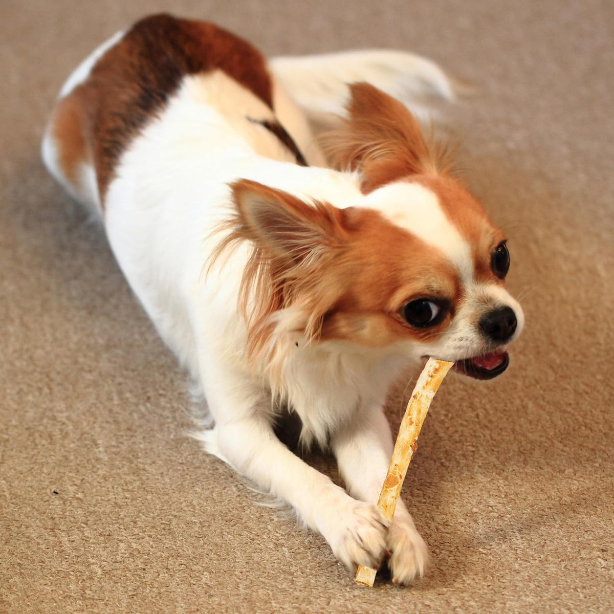 Easily digestible bacon flavored chews for moderate chewers