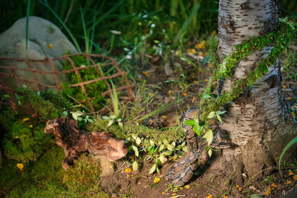 Bendable green moss vine arranged inside a reptile terrarium enclosure