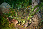 Bendable green moss vine arranged inside a reptile terrarium enclosure