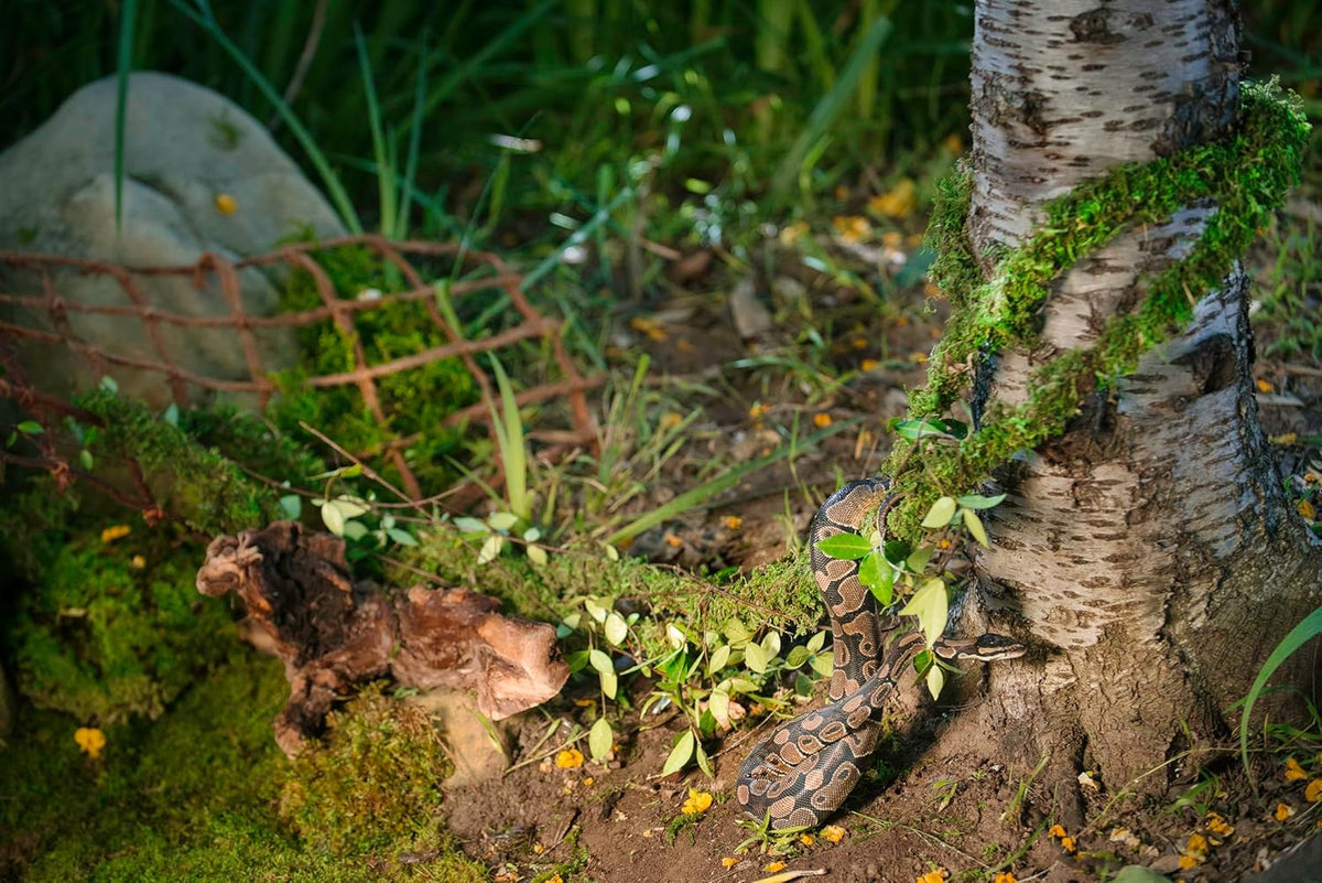 Bendable green moss vine arranged inside a reptile terrarium enclosure