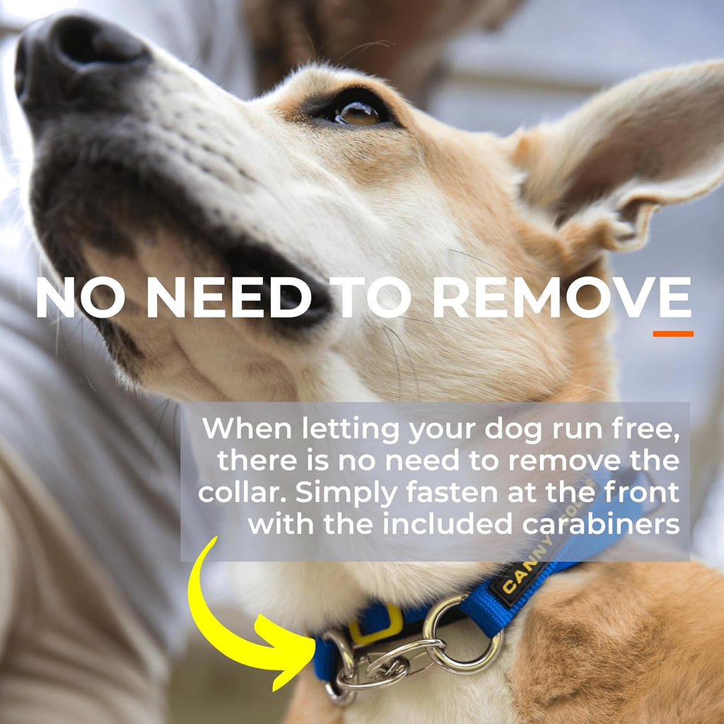 Purple nylon Canny dog collar size 6 for 48 to 53 centimeter neck size