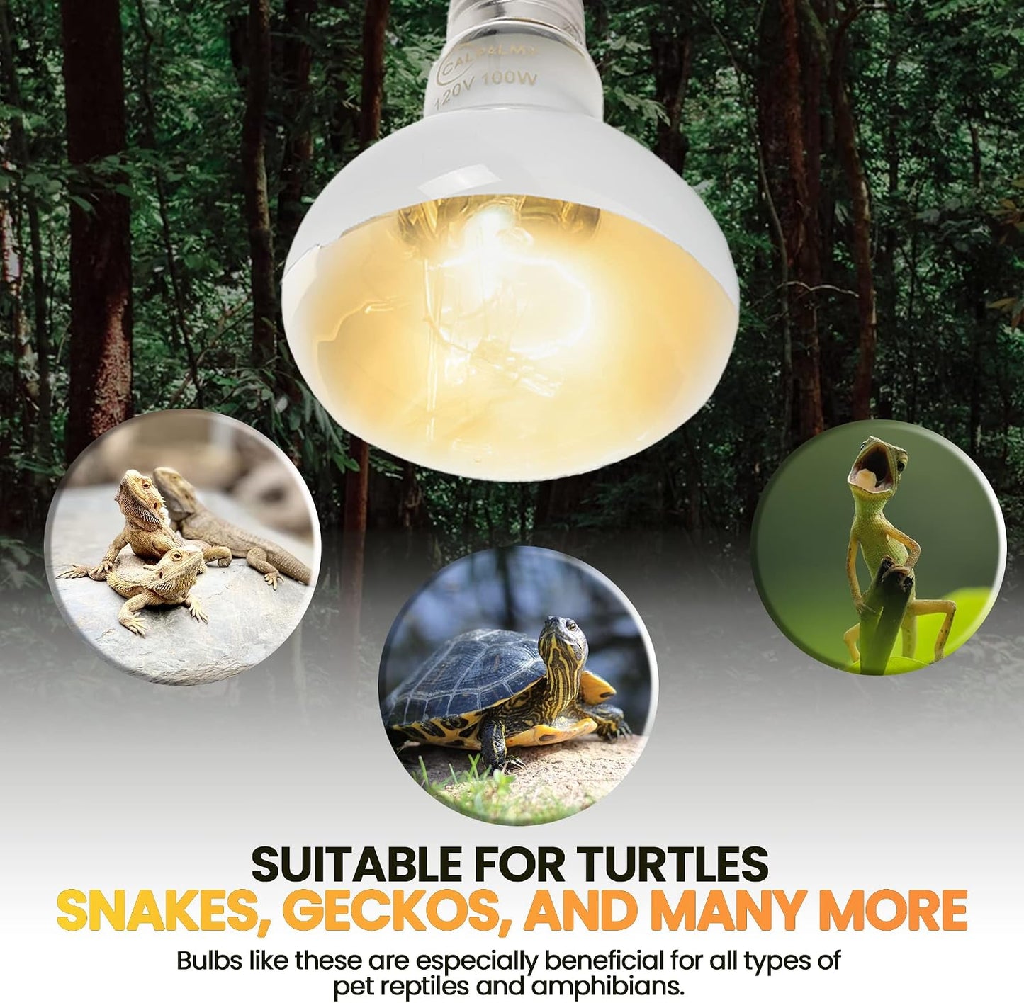 Calpalmy premium UVA basking lamp bulb for bearded dragons