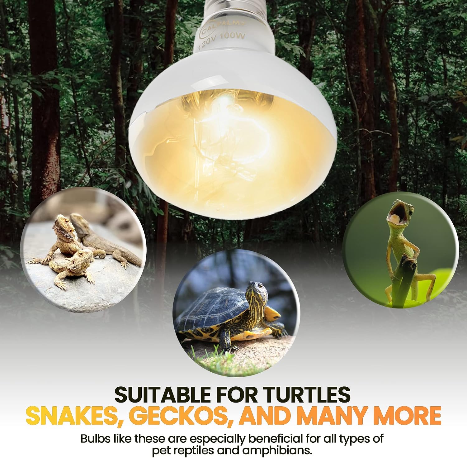 Calpalmy premium UVA basking lamp bulb for bearded dragons