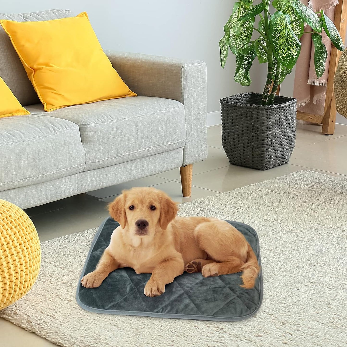 Small dog resting comfortably on the grey electricity free warming mat.