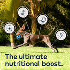 ZIWI Peak grass fed beef air dried dog food bag showing authentic New Zealand ingredients.