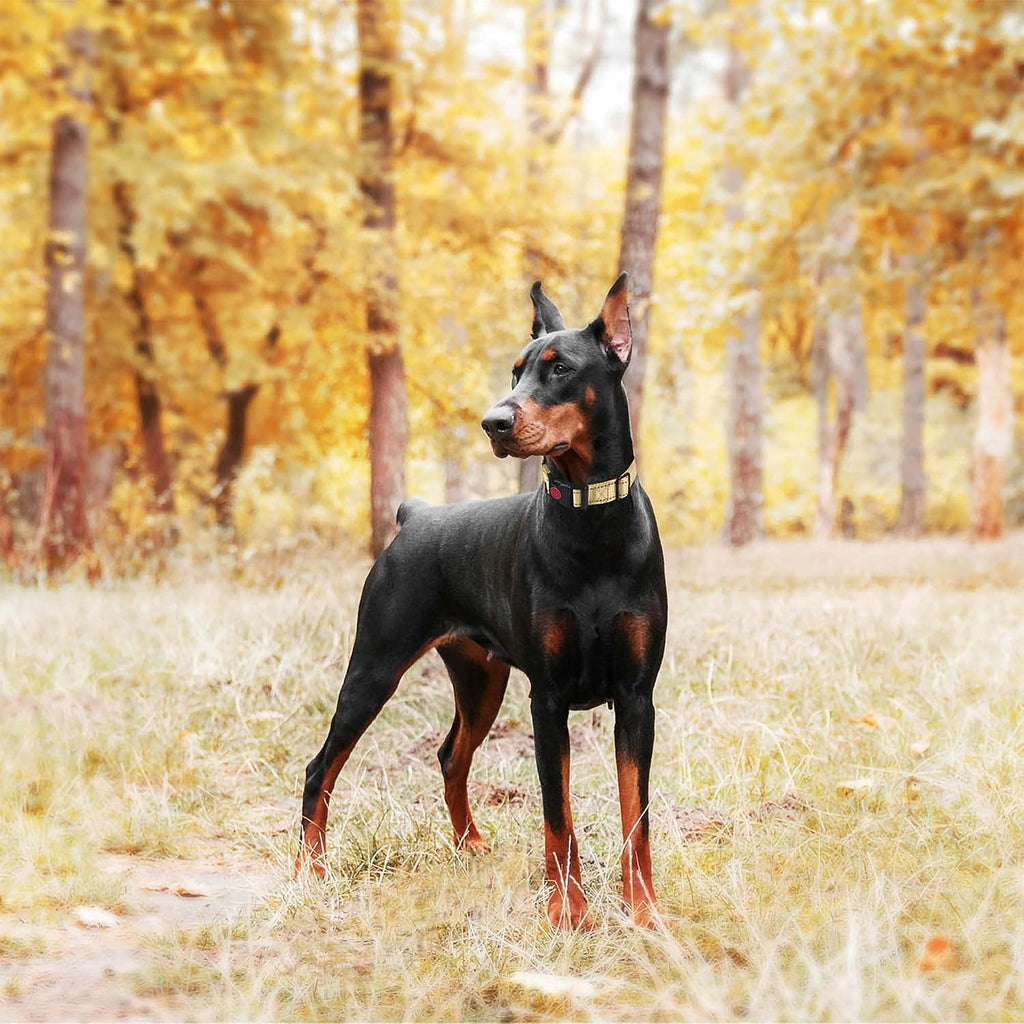 Haapaw dog training collar highlighting the secure quick release buckle with safety lock