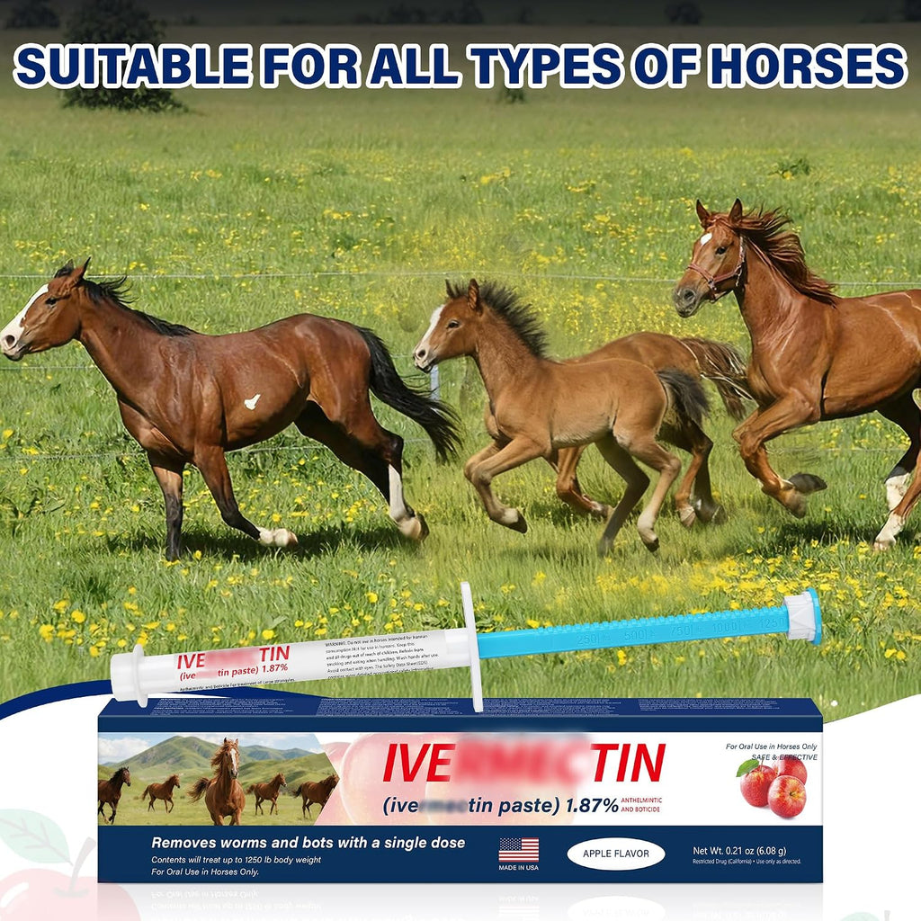 Qzqab Equine Paste 6 pack retail box