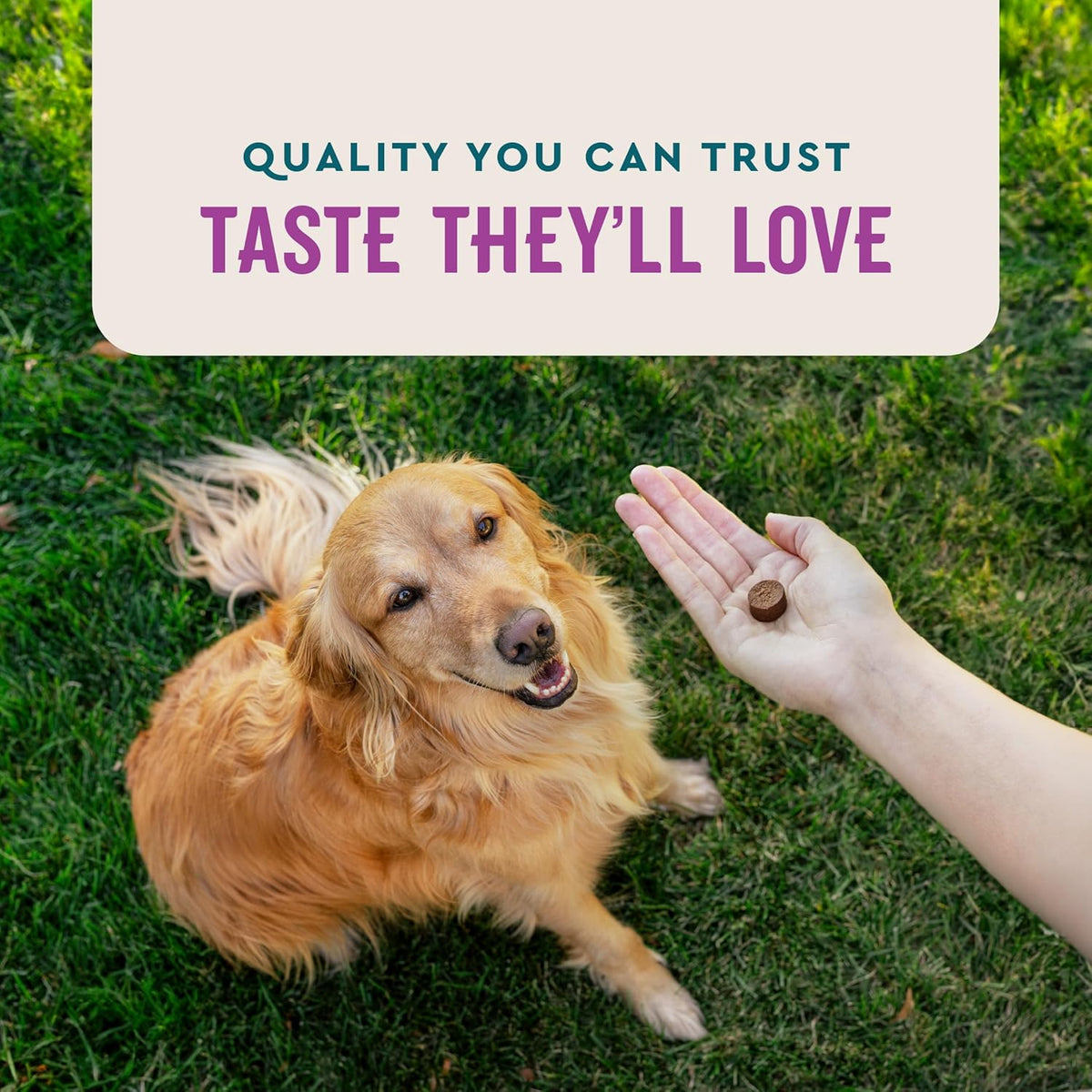 VetIQ sixty count calming support chewable treats for anxious pets.