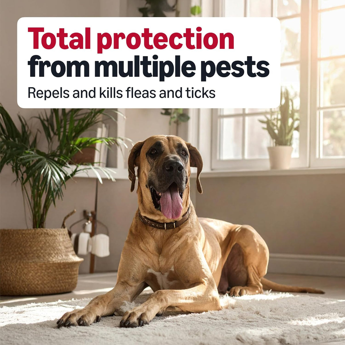 Back label details of Amazon Basics tick prevention showing active ingredients and weight specifications.