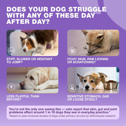 Dog multivitamin chews featuring MSM and joint support
