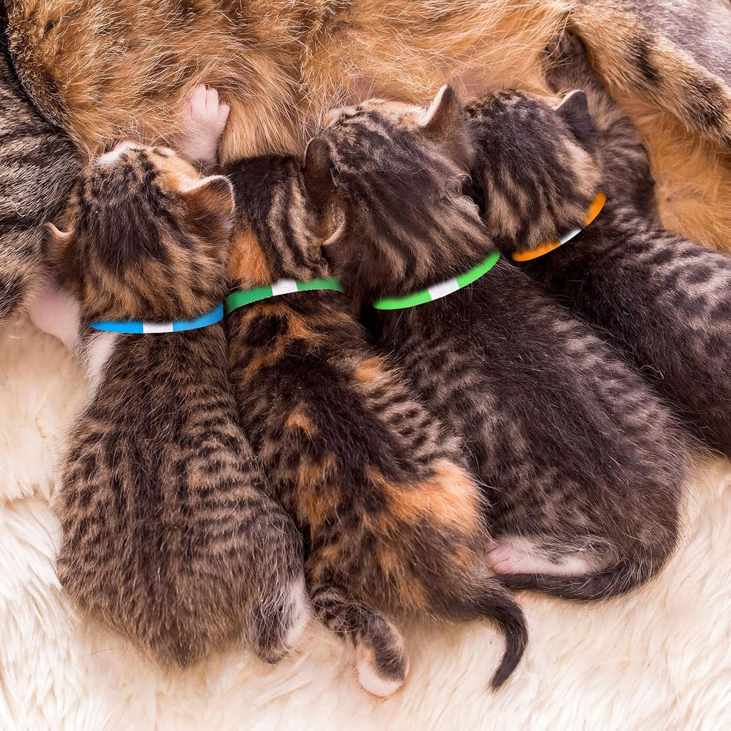A detailed demonstration of trimming and fitting the adhesive pet identification collar safely for small newborn breeds.