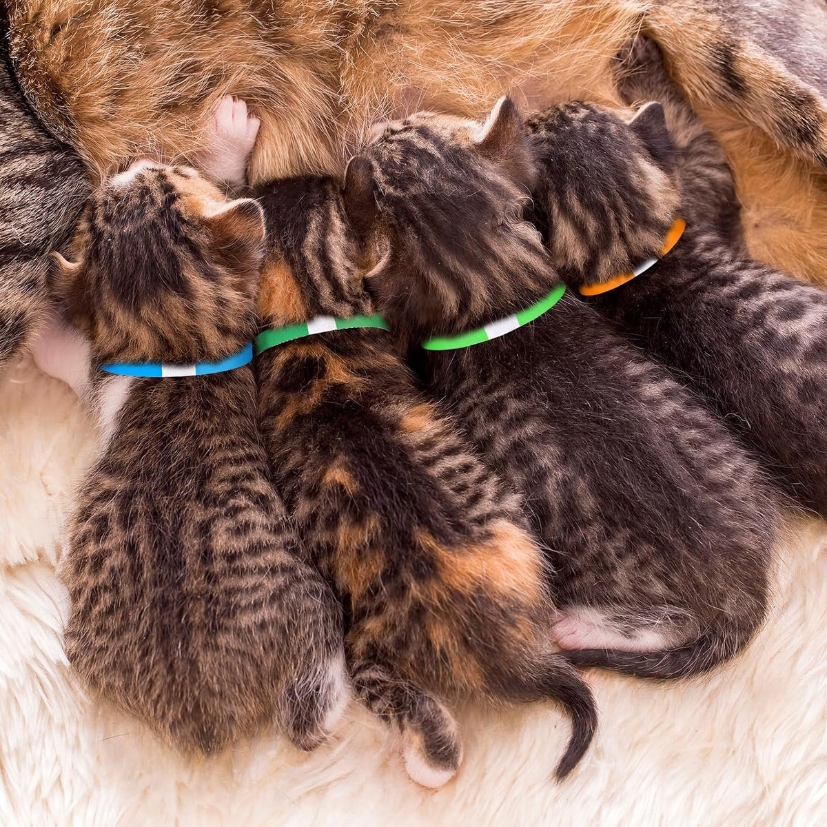 A detailed demonstration of trimming and fitting the adhesive pet identification collar safely for small newborn breeds.