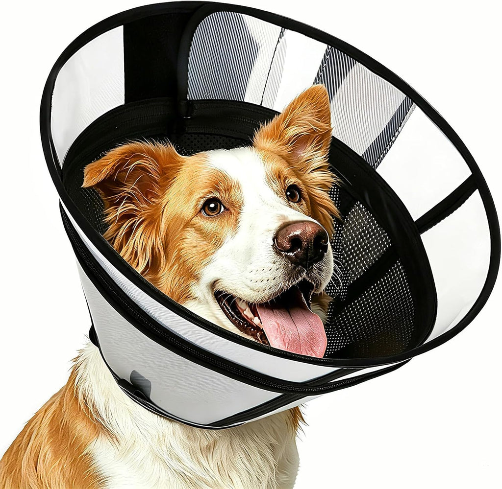 Dog with soft transparent recovery cone resting