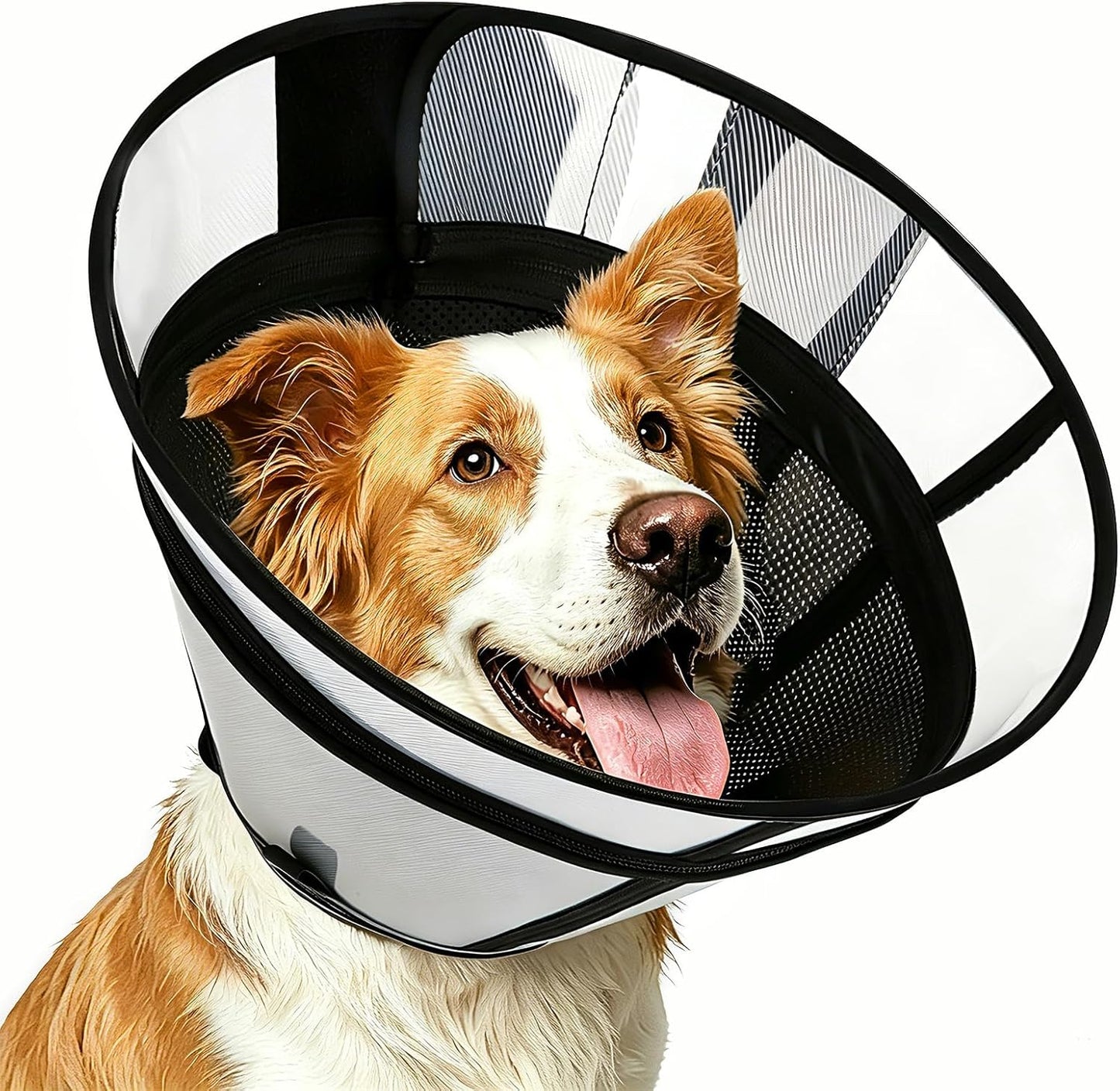Dog with soft transparent recovery cone resting