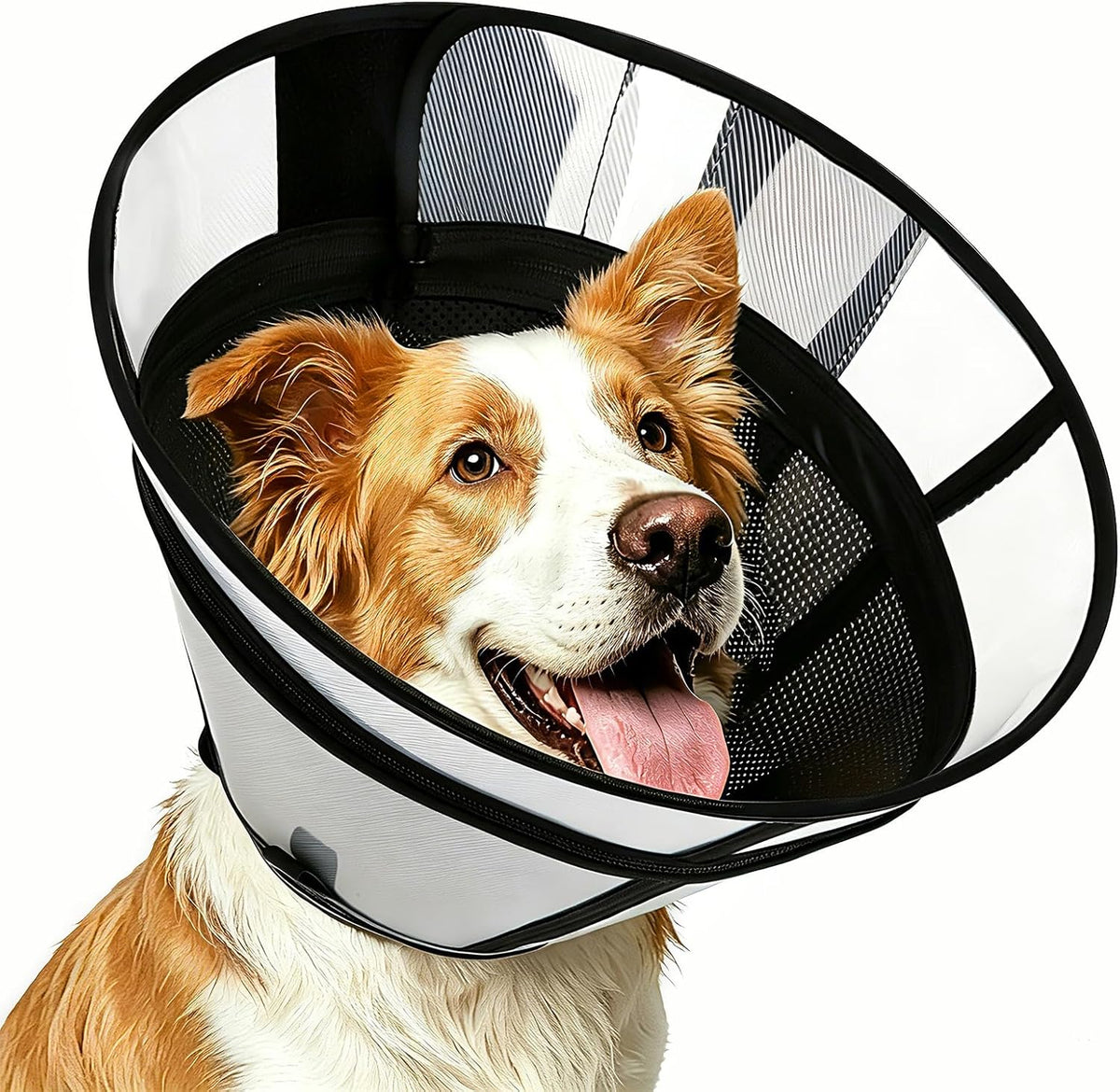 Dog with soft transparent recovery cone resting