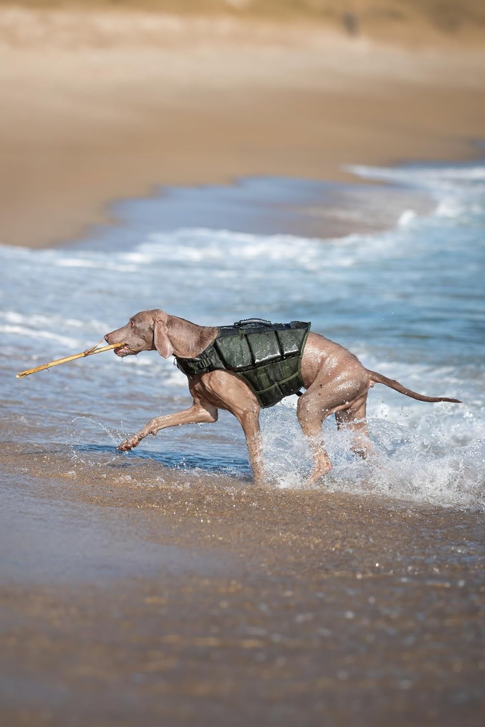 Noah And Paw high buoyancy puppy swimming vest close up details