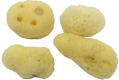 Awesome Aquatic natural hermit crab sponges front view