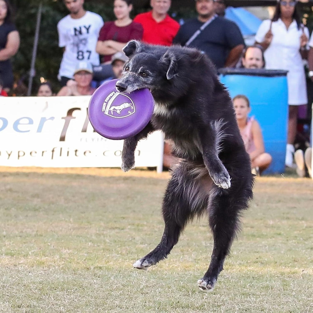 Top down view of purple competition approved dog frisbee