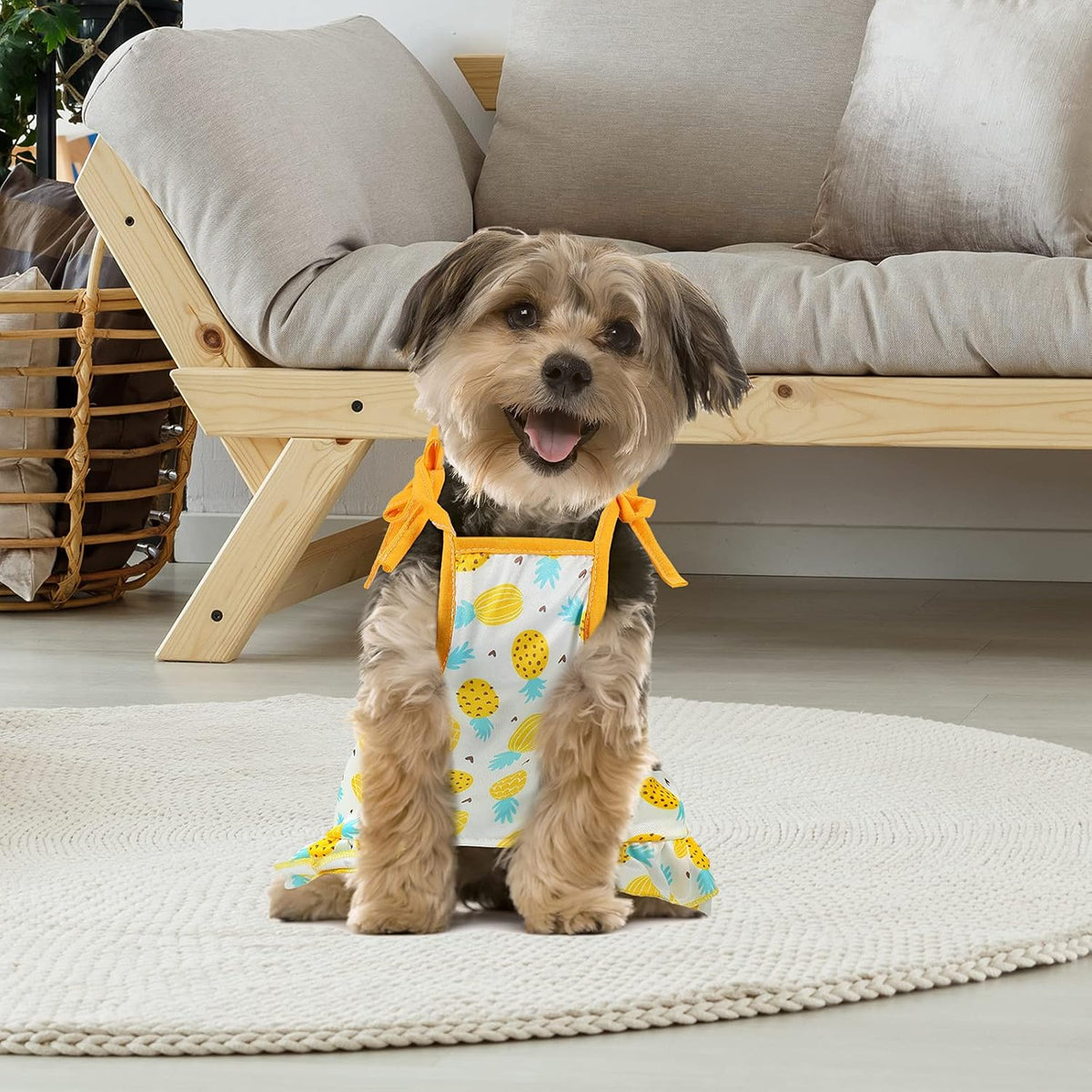 Frienda summer fruit pet clothes collection laid out flat to show all four colorful designs.