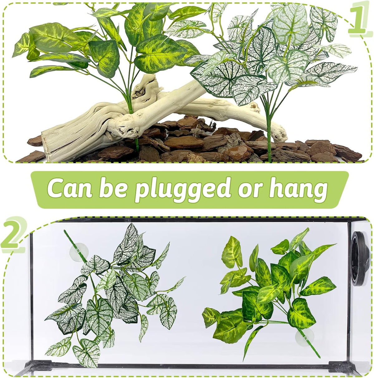 Reptile enclosure setup with Hamiledyi green leaf vines