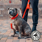 The khaki color variant of the Dog Friendly Co. shock resistant dog leash fully extended for training.